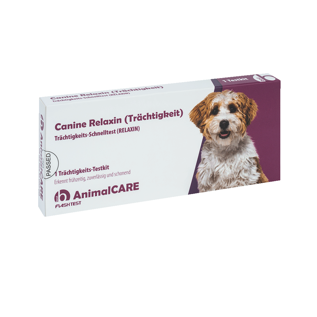oversøisk Daggry Mappe Canine Relaxin (Trächtigkeit) Trächtigkeits-Schnelltest • best medical  Onlineshop